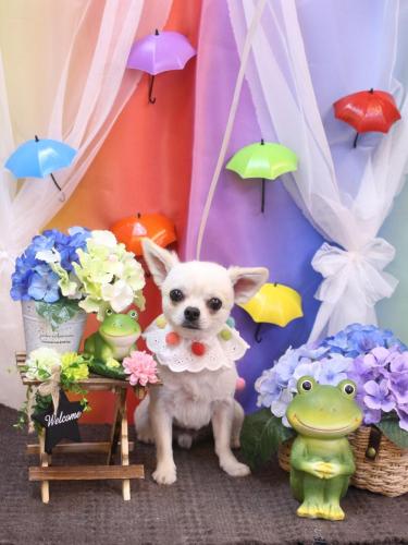 02030606ぽんちくん